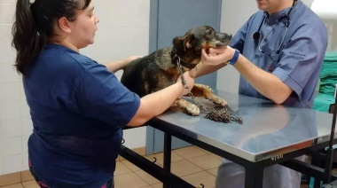 Con las guardias veterinarias implementadas por la Municipalidad de Eldorado se brinda atención a las mascotas de la ciudad y de municipios vecinos